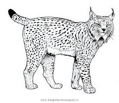 Maybe you would like to learn more about one of these? Disegno Lince Linci 14 Animali Da Colorare