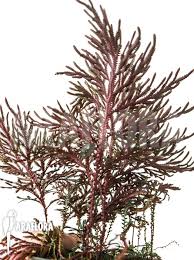 Image result for Selaginella afrorum
