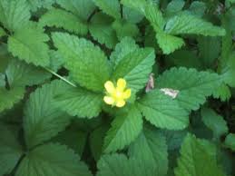 Image result for Duchesnea indica