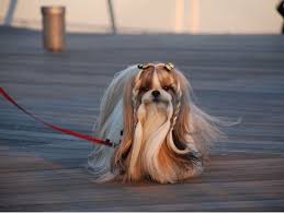 25 cute and adorable little girl haircuts funky sleek hairstyle with bangs. 21 Cute Pet Dogs With Trendy Hairstyles Dog Fashion Dogexpress