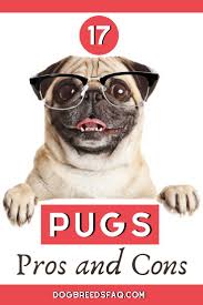 17 Pros And Cons Of Owning A Pug Dog Breeds Faq Pugs Dog Breeds Pug Dog