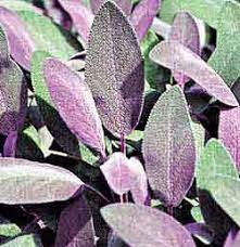 Richters Product Listing Purple Plants Salvia Plants