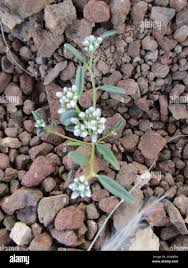 Image result for Limeum argute-carinatum