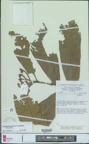 Image result for Campylospermum vogelii