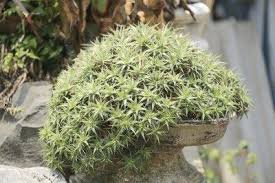 Dyckia Plant Info Tips On Growing Dyckia Plants Bromeliads Plants Flowers Perennials