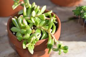 Image result for Anacampseros