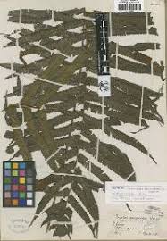 Image result for Christella gueinziana