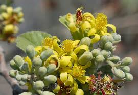 Image result for Grewia filipes