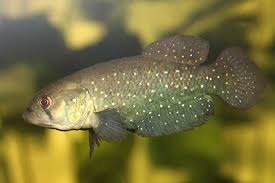 Image result for Ottelia fischeri