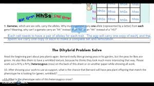 Dihybrid crosses genotypic ratios and phenotypic ratios. Amoeba Sisters Dihybrid Crosses Recap Ms P Teach Me Youtube