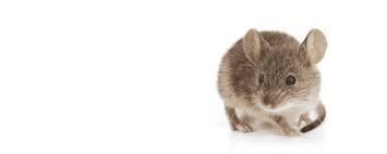 We have been operating in the calgary area since august 1, 1980. Calgary Edmonton Saskatchewan Pest Control Services Japco Pest Control Ltd For Over 35 Years Japco Has Been Providing Pest Control To Home And Business Owners Across Southern Alberta And