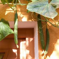 Image result for Cucumis cinereus