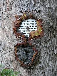A Sealed Warning Nature Tree Weird Trees Growing Tree
