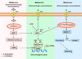 Most important, metformin nedir twice as many will become asymptomatic carriers. Metformin Action Concentrations Matter Sciencedirect