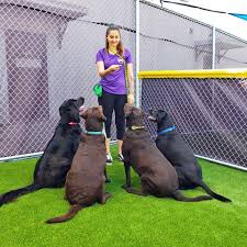 Search by rates, reviews, experience, and more! Dog Daycare Near Me In Milwaukee Wi Doggie Day Camp