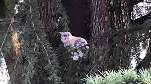 La question qui se pose alors est la suivante : Sauvetage D Un Chat Perche Les Pompiers Doivent Ils Intervenir