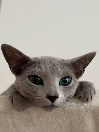 Russisch blau rassekatzen züchter seit mehr als 30 jahren. Russisch Blau Startseite Wilwarin S Russisch Blau Katzenzucht