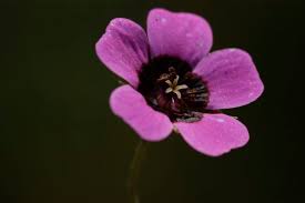 Image result for Geranium ocellatum