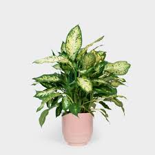 Dieffenbachia Compacta Dumb Cane Indoor House Plants