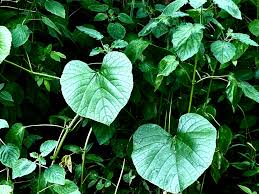 Image result for Tinospora