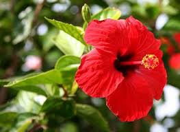 Contoh bunga nasional indonesia, yaitu bunga melati putih, anggrek bulan. Hibiscus Ciri Ciri Berguna Teh Bunga Raya