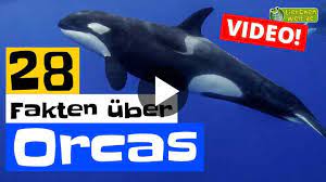 Orca