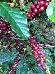 We Re Bringing You Farmtocup Coffee Nicaragua Jinotega Nicaragua Coffee Fruit
