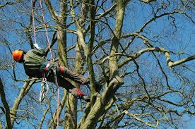 The city of rockford has launched a new program to help address dead and dying trees on private property. Tree Trimming Tree Trimmers Ball Moss Removal Rockford Il