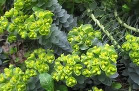 Image result for Euphorbia serratifolia