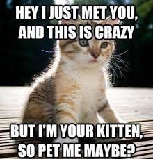 25 Funny Cat Memes That Will Make You Lol Cat Quotes Funny Kittens Funny Funny Cat Memes