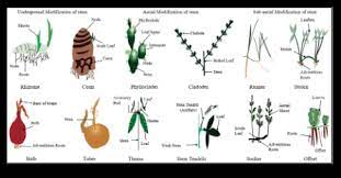 For this reason they are called metamorphosed stems. Learn About Stem Modifications Chegg Com