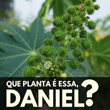 Jun 23, 2021 · a planta da mamoneira (ricinus communis l.) apresenta tolerância à seca, sendo, portanto, uma boa alternativa de cultivo para regiões secas do país. Autor Da Propria Saude Que Planta E Essa Daniel Mamona Facebook