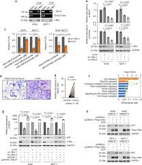 A purple wristband is used to show support and raise awareness for pancreatic cancer, as well as alzheimer's, dementia, lupus, and domestic violence. C Myc Inactivation Of P53 Through The Pan Cancer Lncrna Milip Drives Cancer Pathogenesis Nature Communications
