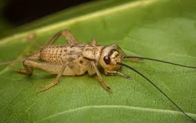 In older literature, such as imms, crickets were placed at the family level (i.e. Are Crickets Dangerous
