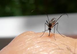 Pest control professionals visit your home or office to identify the type of pest that is troubling you and offer various treatment plans complete with clearly outlined costs. 7 Reasons Mosquitoes Bite Some People More Than Others