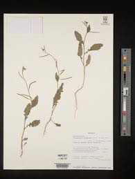 Image result for Erucastrum arabicum