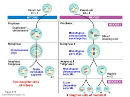 Bioflix Activity Mitosis The Cell Cycle Cellular Reproduction Cells From Cells Ppt Download