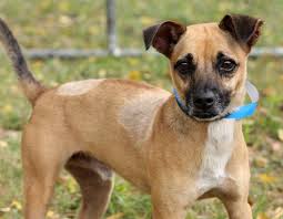 Southern maryland lost and found pets. Md Nonprofit Takes In Dogs Rescued From Puerto Rico Photos Wtop