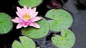Where to buy lotus flowers chicago. Why Are My Lotus Leaves Turning Brown Causes Solution And Care Outdoor Garden Accessories