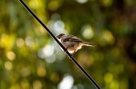 Shot This At 250 At A Small Aperture F 6 3 And Still Got This Creamy Bokeh Why Does This Happen And How Can I Replicate This Effect Pic Is Original And Would Also