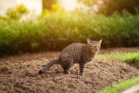 In einem natürlichen garten finden auch die natürlichen schneckenfeinde einen platz, wie zum beispiel frösche und vögel. Katzenkot Im Garten Was Tun Kaffee Co