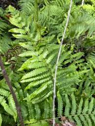 Image result for Cyclosorus striatus