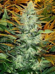 They are in grow cells on top of a heating mat. Lowryder 2 Sorteninformationen Cannaconnection Com