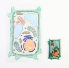 Walmart.com has been visited by 1m+ users in the past month Shrinkles Plant And Animal Cells Activity Kit Ward S Science
