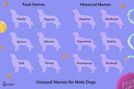 From classic and old fashioned dog names like lady, to mythology inspired names such as apollo, this list has a wide variety to choose from. 60 Unusual Male Dog Names