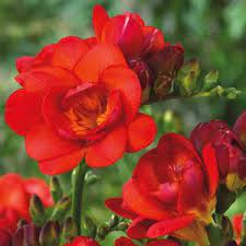 Bulbs Archives Garden Express Beauty Gardens Garden Express Freesia