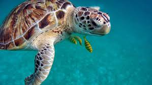 Siesta Key Sea Turtle Guide