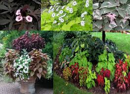 Shade to part shade bloom time: Pin On Yard Porch