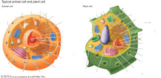 We did not find results for: Animal Cell Png Identifying Homologous Structures Between Animal And Cells Parts 184689 Vippng