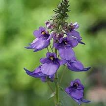 Image result for Wahlenbergia androsacea